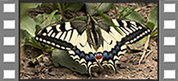 Machaon Vidéo01